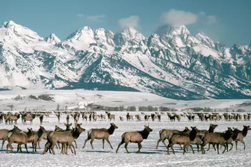 Herd of Elk at National Elk Refuge during winter